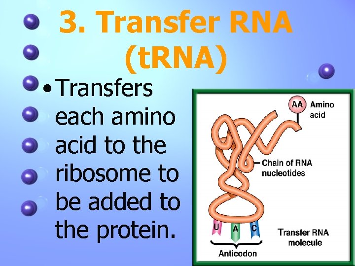 3. Transfer RNA (t. RNA) • Transfers each amino acid to the ribosome to