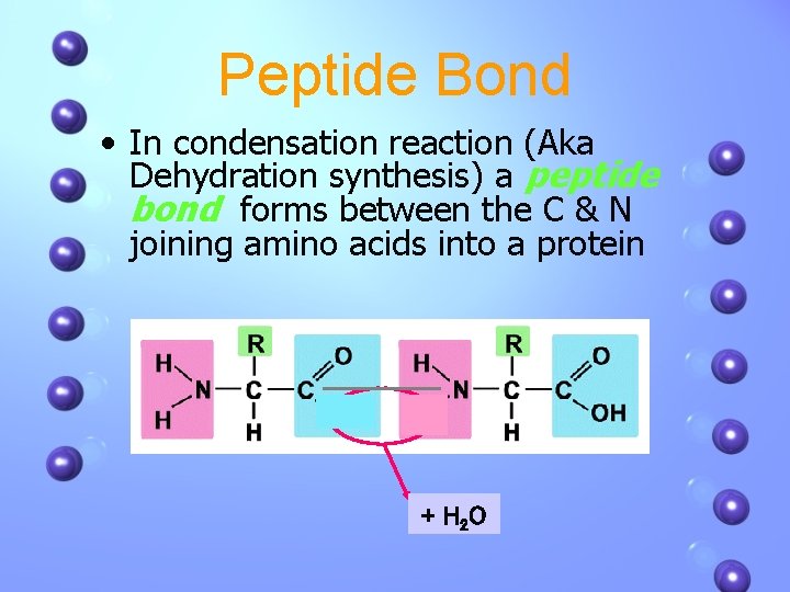 Peptide Bond • In condensation reaction (Aka Dehydration synthesis) a peptide bond forms between