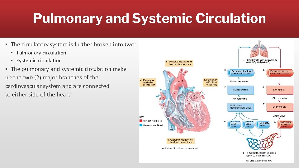 Pulmonary and Systemic Circulation ▪ The circulatory system is further broken into two: ▪