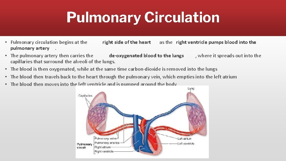 Pulmonary Circulation ▪ Pulmonary circulation begins at the right side of the heart as