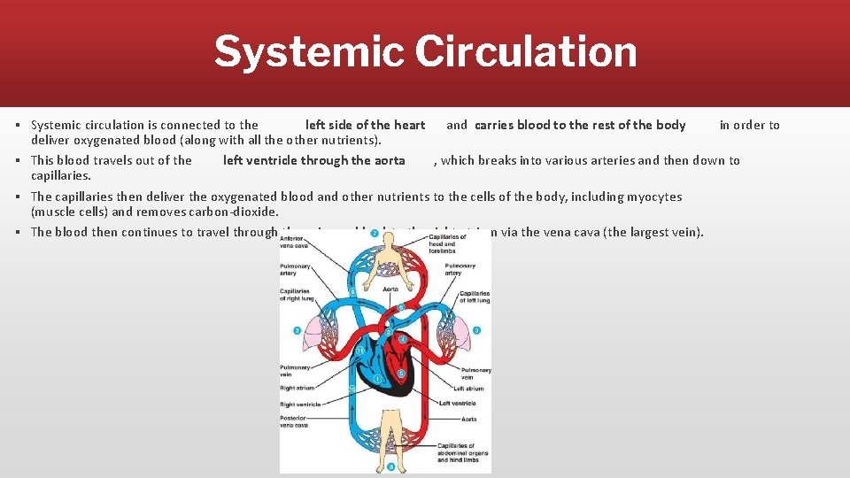 Systemic Circulation ▪ Systemic circulation is connected to the left side of the heart