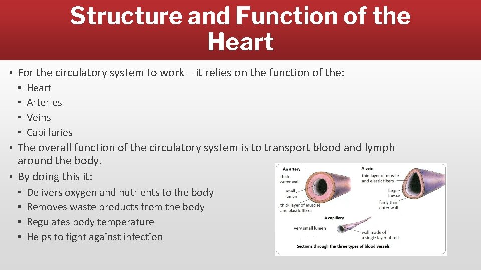 Structure and Function of the Heart ▪ For the circulatory system to work –