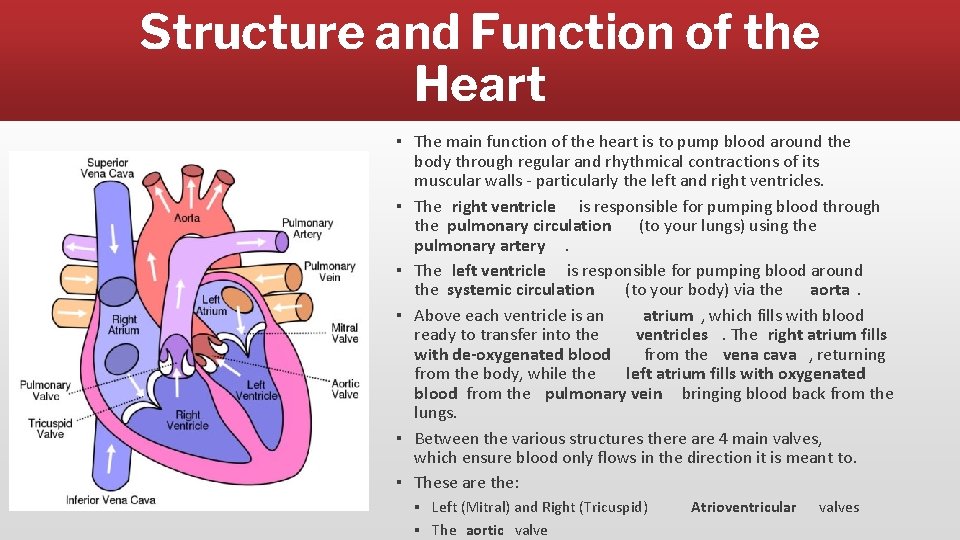 Structure and Function of the Heart ▪ The main function of the heart is