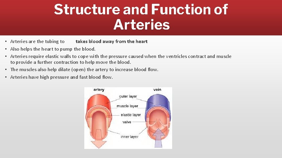 Structure and Function of Arteries ▪ Arteries are the tubing to takes blood away