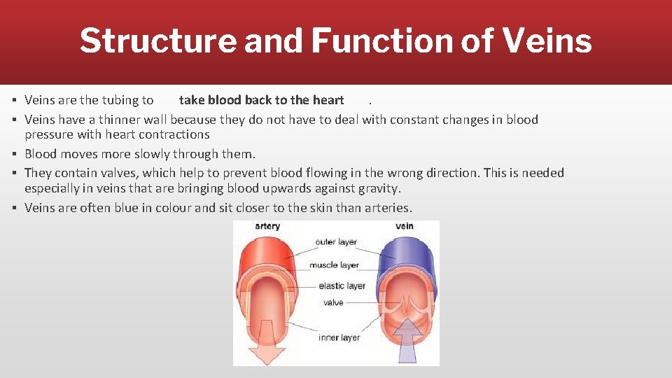 Structure and Function of Veins ▪ Veins are the tubing to take blood back