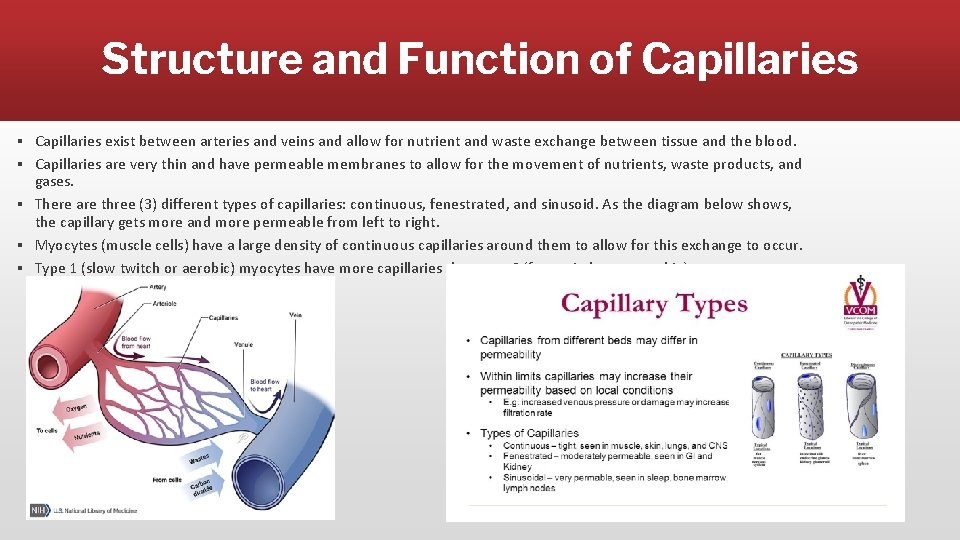 Structure and Function of Capillaries ▪ Capillaries exist between arteries and veins and allow