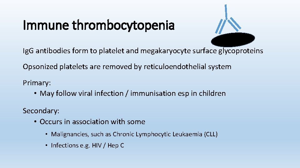 Immune thrombocytopenia Ig. G antibodies form to platelet and megakaryocyte surface glycoproteins Opsonized platelets