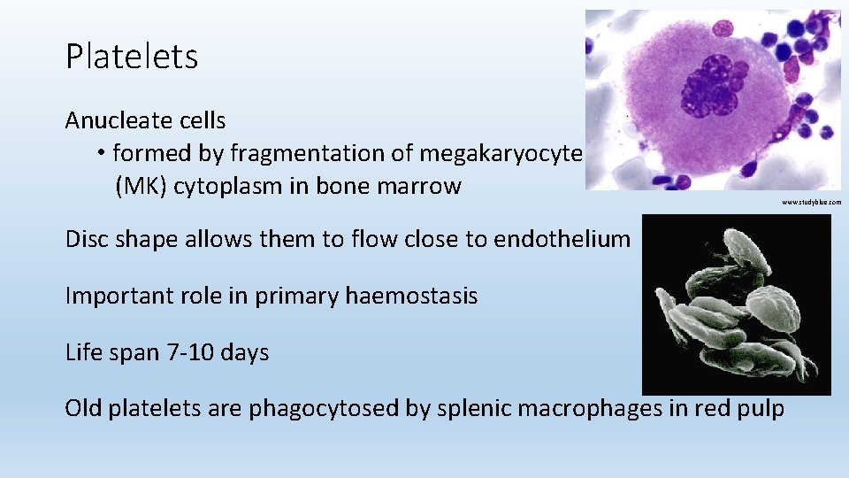 Platelets Anucleate cells • formed by fragmentation of megakaryocyte (MK) cytoplasm in bone marrow