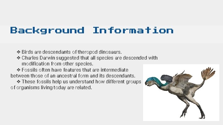 Background Information ❖ Birds are descendants of theropod dinosaurs. ❖ Charles Darwin suggested that