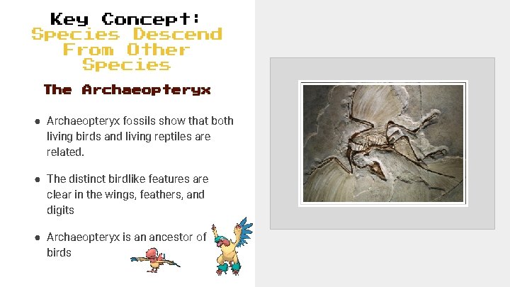 Key Concept: Species Descend From Other Species The Archaeopteryx ● Archaeopteryx fossils show that