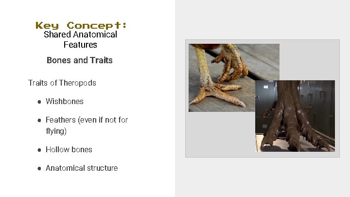 Key Concept: Shared Anatomical Features Bones and Traits of Theropods ● Wishbones ● Feathers