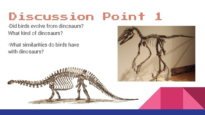 Discussion -Did birds evolve from dinosaurs? What kind of dinosaurs? -What similarities do birds