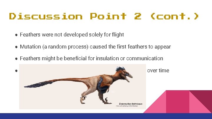 Discussion Point 2 (cont. ) ● Feathers were not developed solely for flight ●