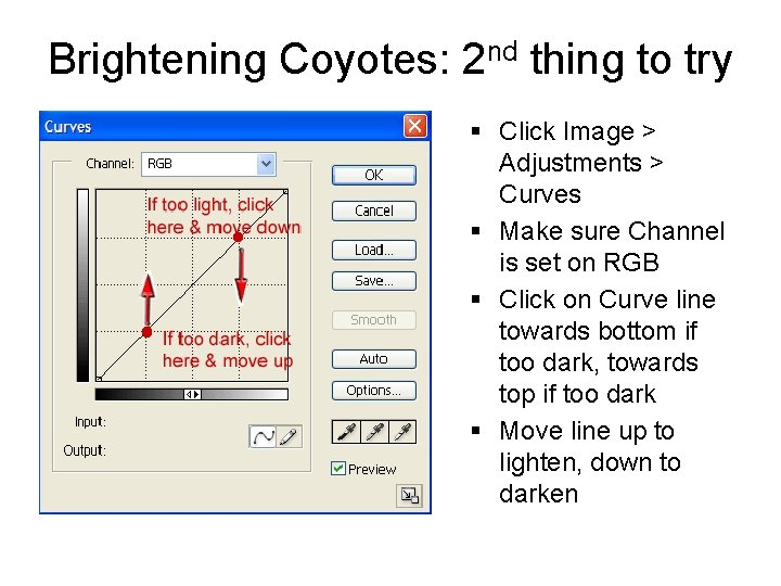 Brightening Coyotes: 2 nd thing to try § Click Image > Adjustments > Curves