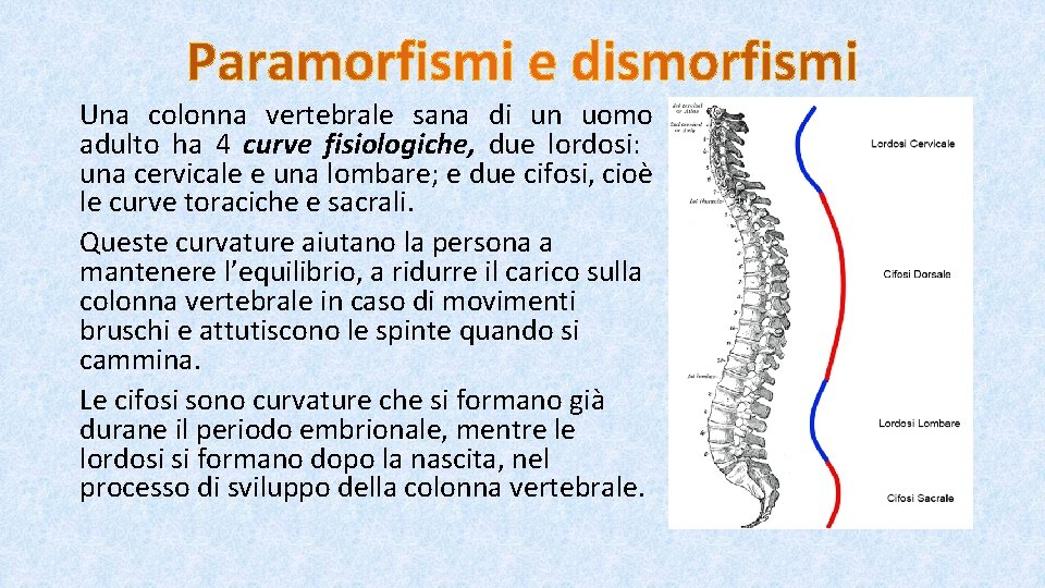 La colonna vertebrale risponde di tutto il funzionamento