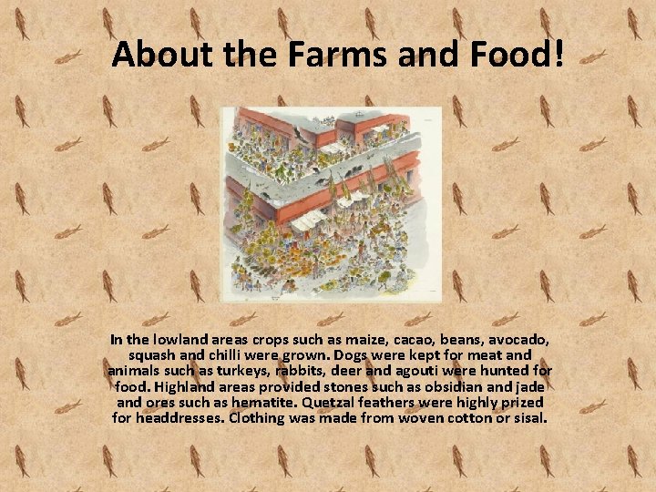 About the Farms and Food! In the lowland areas crops such as maize, cacao,