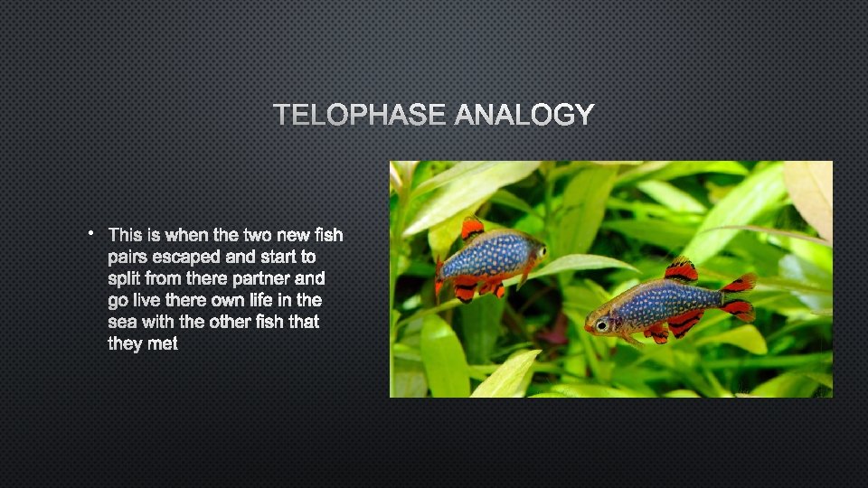 TELOPHASE ANALOGY • THIS IS WHEN THE TWO NEW FISH PAIRS ESCAPED AND START