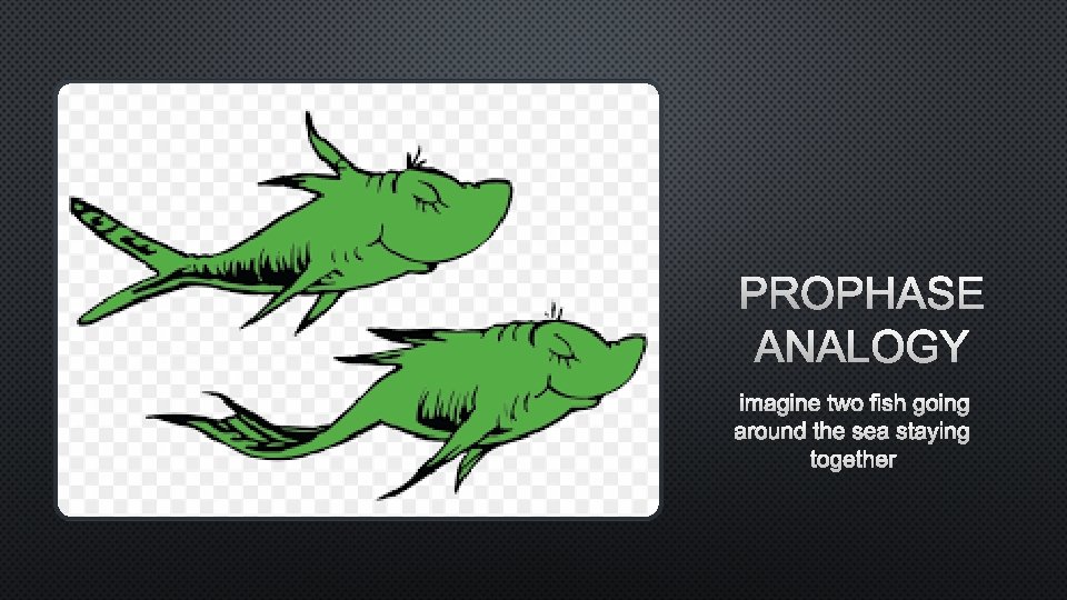 PROPHASE ANALOGY IMAGINE TWO FISH GOING AROUND THE SEA STAYING TOGETHER 