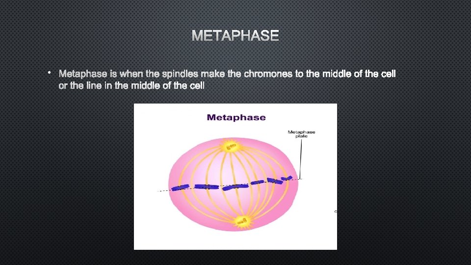 METAPHASE • METAPHASE IS WHEN THE SPINDLES MAKE THE CHROMONES TO THE MIDDLE OF