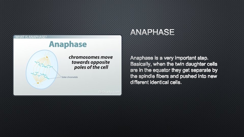 ANAPHASE IS A VERY IMPORTANT STEP. BASICALLY, WHEN THE TWIN DAUGHTER CELLS ARE IN