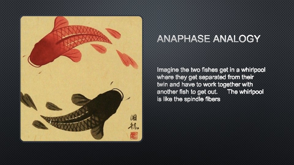 ANAPHASE ANALOGY IMAGINE THE TWO FISHES GET IN A WHIRLPOOL WHERE THEY GET SEPARATED