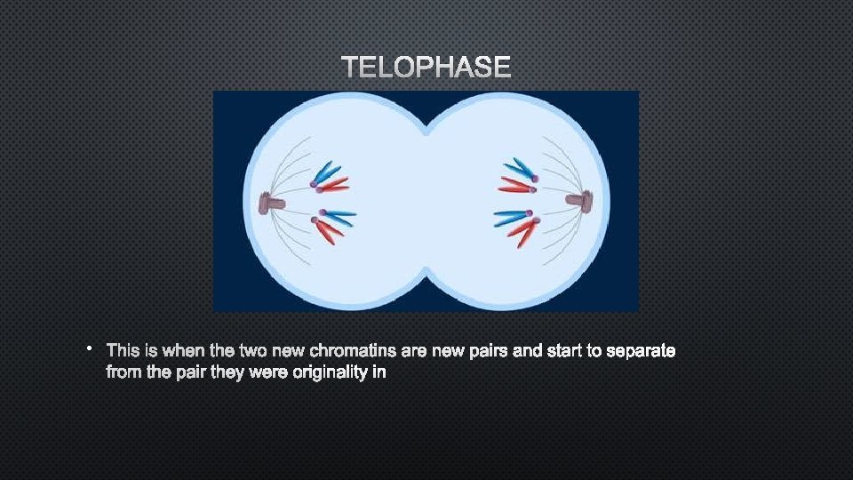 TELOPHASE • THIS IS WHEN THE TWO NEW CHROMATINS ARE NEW PAIRS AND START