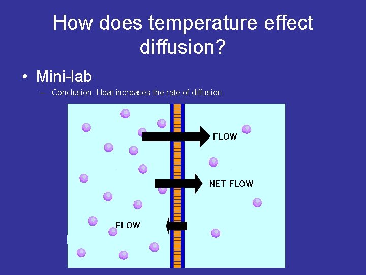 How does temperature effect diffusion? • Mini-lab – Conclusion: Heat increases the rate of