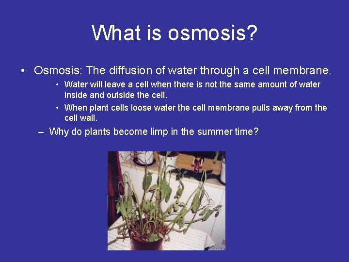 What is osmosis? • Osmosis: The diffusion of water through a cell membrane. •