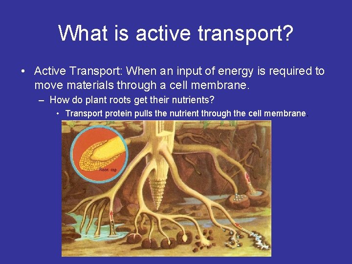 What is active transport? • Active Transport: When an input of energy is required