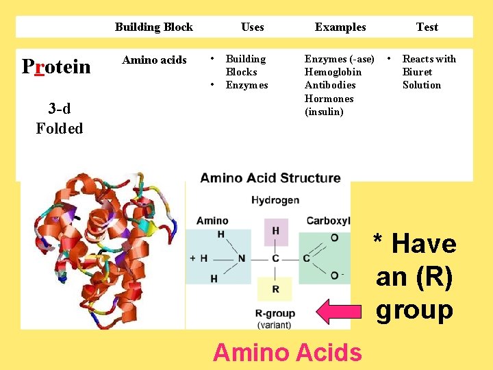 Building Block Protein Amino acids Uses • • 3 -d Folded Building Blocks Enzymes