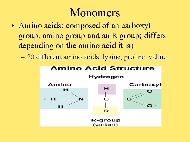 Monomers • Amino acids: composed of an carboxyl group, amino group and an R