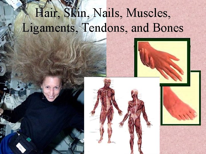 Hair, Skin, Nails, Muscles, Ligaments, Tendons, and Bones 