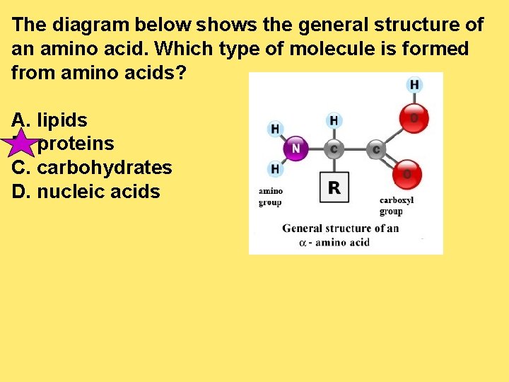 The diagram below shows the general structure of an amino acid. Which type of