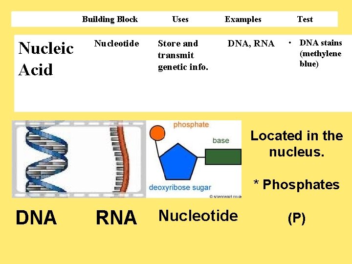 Building Block Nucleic Acid Nucleotide Uses Store and transmit genetic info. Examples DNA, RNA