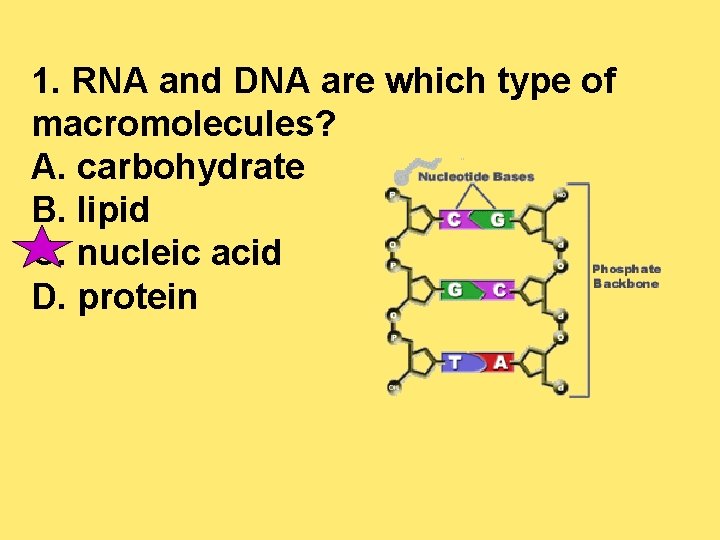 1. RNA and DNA are which type of macromolecules? A. carbohydrate B. lipid C.