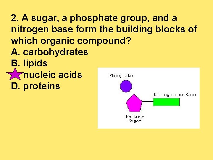 2. A sugar, a phosphate group, and a nitrogen base form the building blocks
