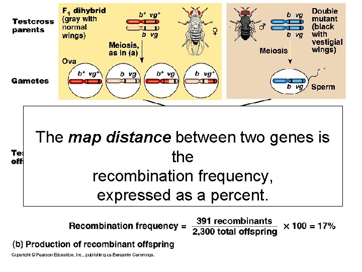 The map distance between two genes is the recombination frequency, expressed as a percent.