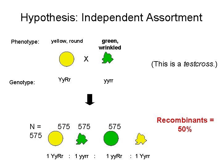 Hypothesis: Independent Assortment Phenotype: green, wrinkled yellow, round X Genotype: N= 575 Yy. Rr