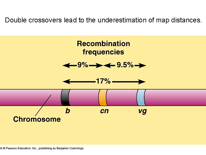 Double crossovers lead to the underestimation of map distances. 