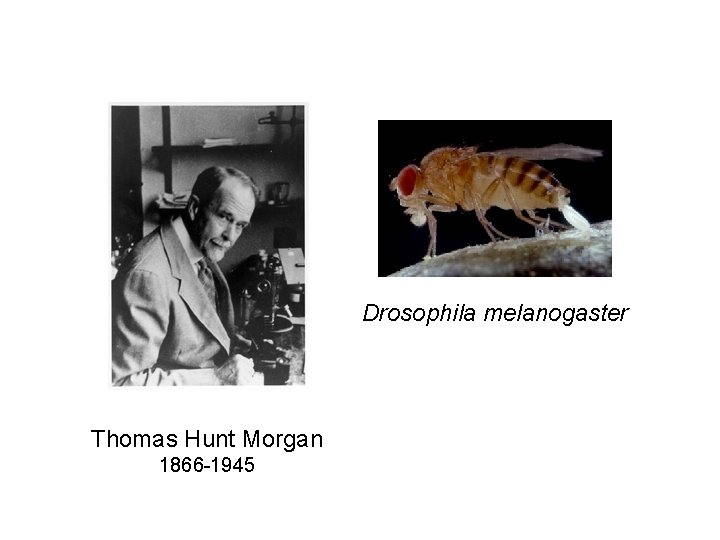 Drosophila melanogaster Thomas Hunt Morgan 1866 -1945 