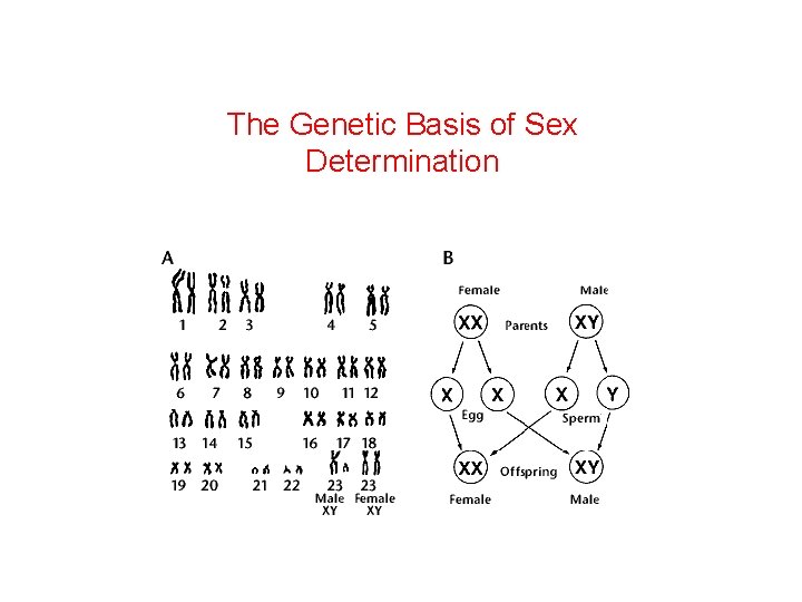The Genetic Basis of Sex Determination 