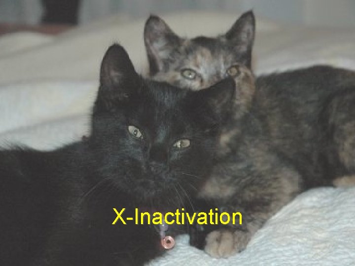 X-Inactivation 