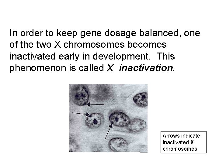 In order to keep gene dosage balanced, one of the two X chromosomes becomes