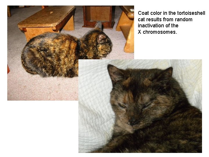 Coat color in the tortoiseshell cat results from random inactivation of the X chromosomes.