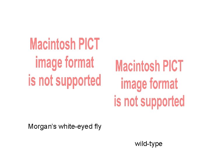 Morgan’s white-eyed fly wild-type 