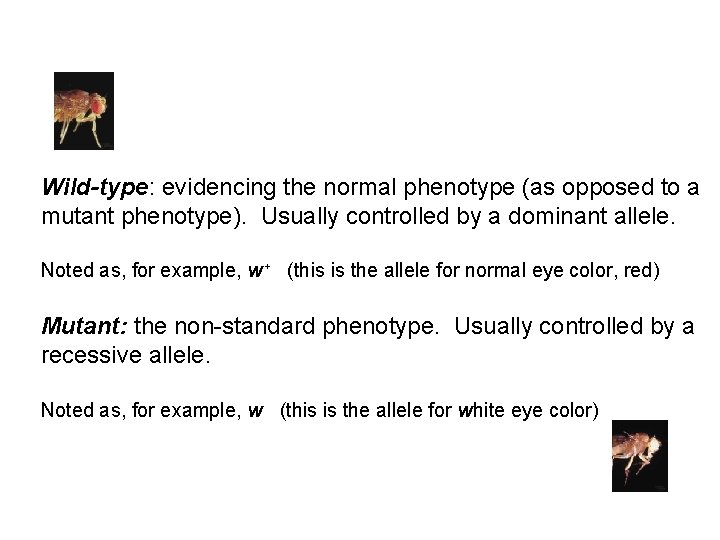 Wild-type: evidencing the normal phenotype (as opposed to a mutant phenotype). Usually controlled by