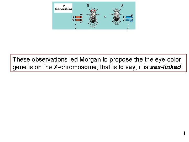 These observations led Morgan to propose the eye-color gene is on the X-chromosome; that