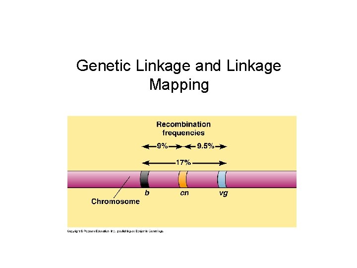 Genetic Linkage and Linkage Mapping 