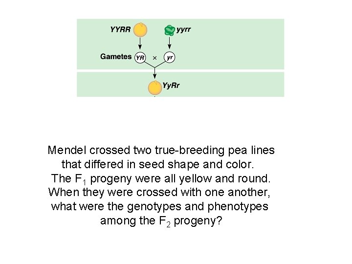 Mendel crossed two true-breeding pea lines that differed in seed shape and color. The