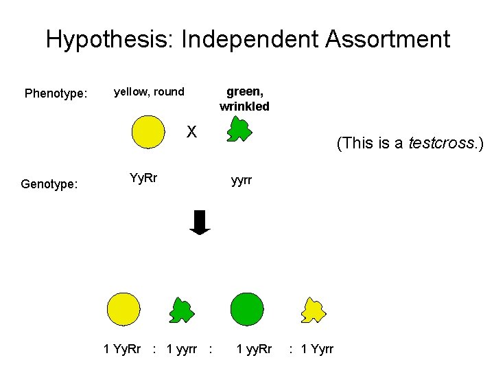 Hypothesis: Independent Assortment Phenotype: green, wrinkled yellow, round X Genotype: Yy. Rr 1 Yy.